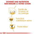 ANIMALHOUSE-Royal Canin Golden Retriever Adulte3
