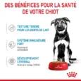ANIMALHOUSE-Royal Canin Maxi Puppy En Sauce4