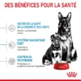 ANIMALHOUSE-Royal canin maxi starter4