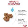 ANIMALHOUSE-Royal canin maxi starter5