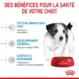 ANIMALHOUSE-Royal canin mini puppy4